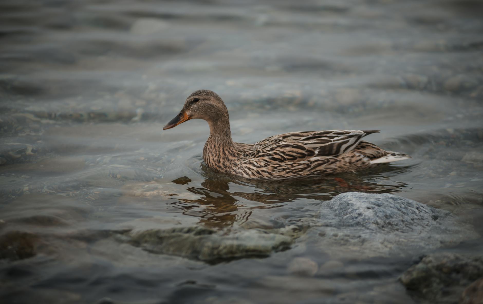 brown duck in body of water